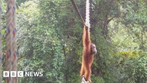 Read more about the article How one orangutan braved new bridge to unite his split community