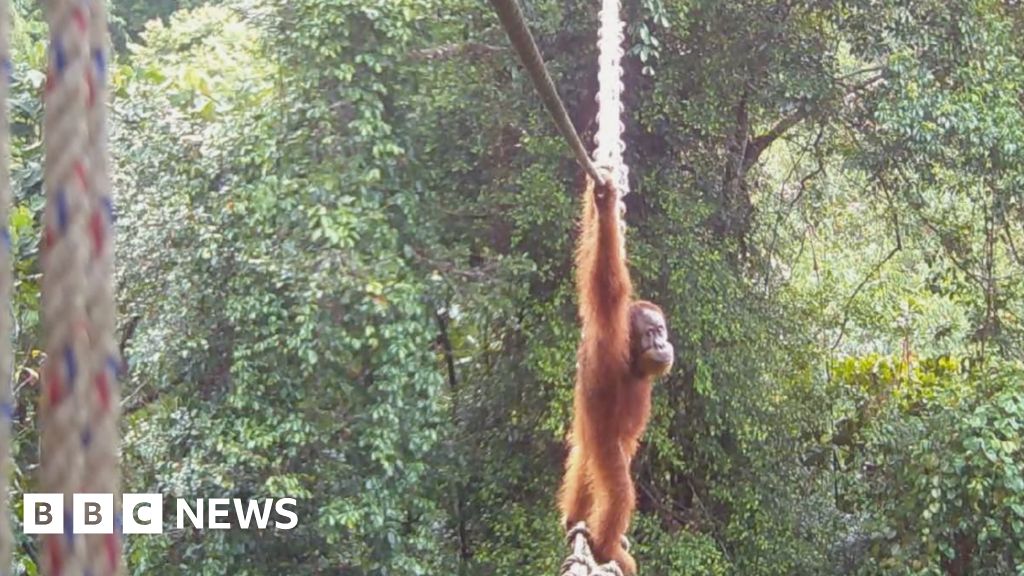Read more about the article How one orangutan braved new bridge to unite his split community