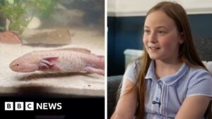 Read more about the article Watch: Girl describes finding rare Mexican axolotl in Wales