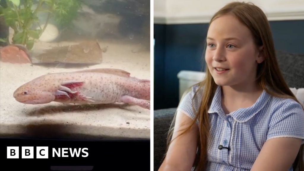 Read more about the article Watch: Girl describes finding rare Mexican axolotl in Wales