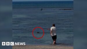 Read more about the article Video of man throwing rock at seal in Hawaii sparks anger