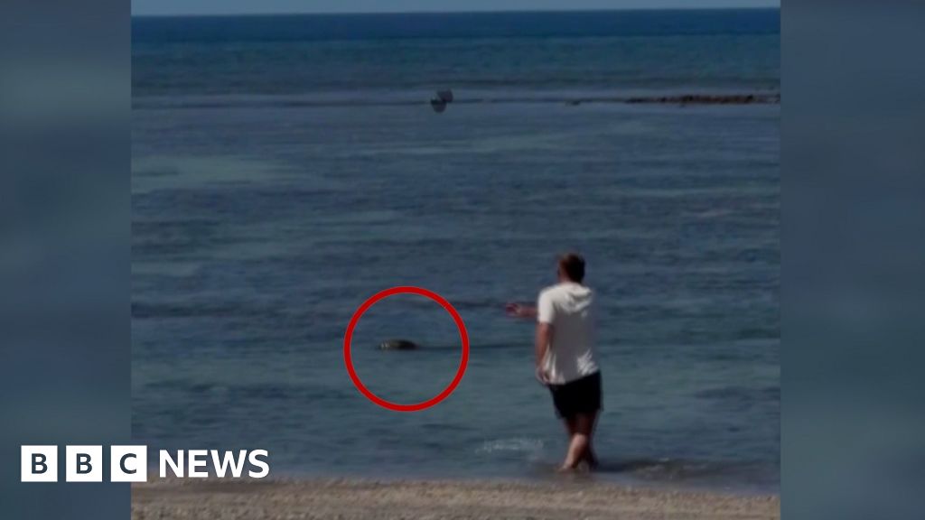 You are currently viewing Video of man throwing rock at seal in Hawaii sparks anger