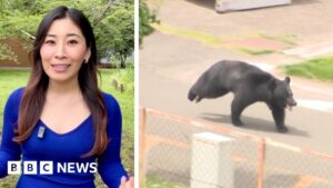 Read more about the article Japanese bear on the run after injuring four people