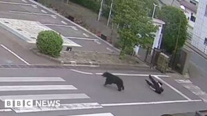 Read more about the article Watch: Man attacked by bear at steel works in Japan